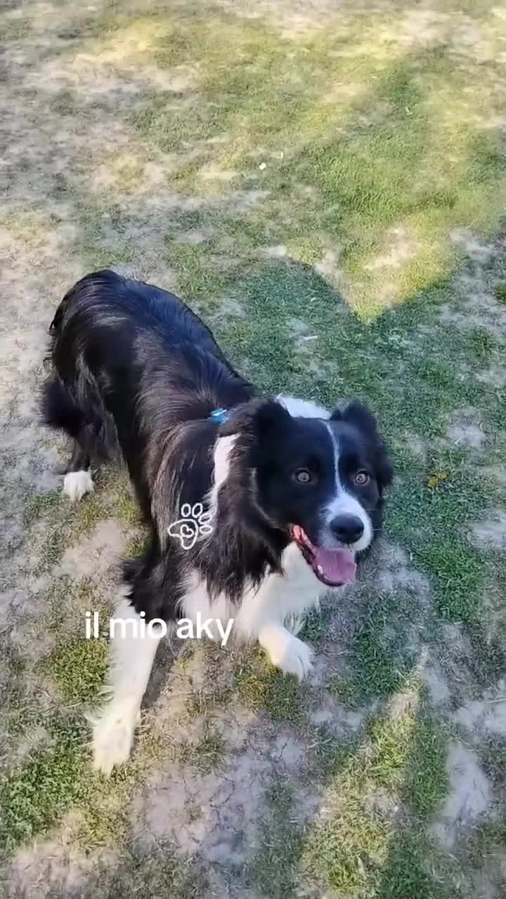 Border Collie cani per accoppiamento: Accoppiamento  - Video 1