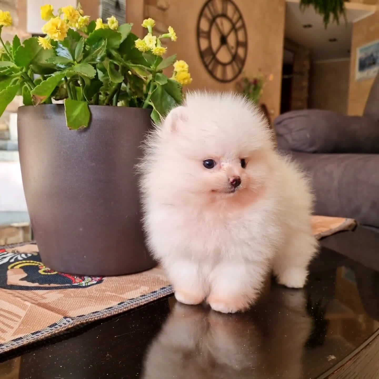 Spitz cani in vendita: Spitz tedesco NANO ( POMERANIA  ) a Provincia di Monza e della Brianza - Video 1