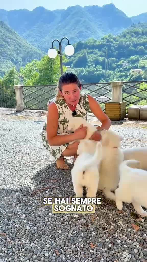 Pastore Svizzero cani in vendita: Adorabili cuccioli di pastore svizzero a Provincia di Bergamo - Video 2