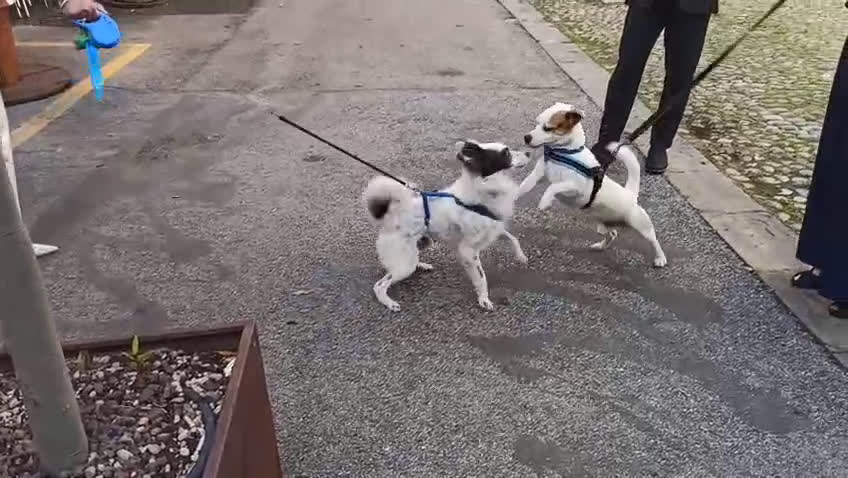 Jack Russell cani in regalo: Regalo Jack Russell Zeus - Video 2