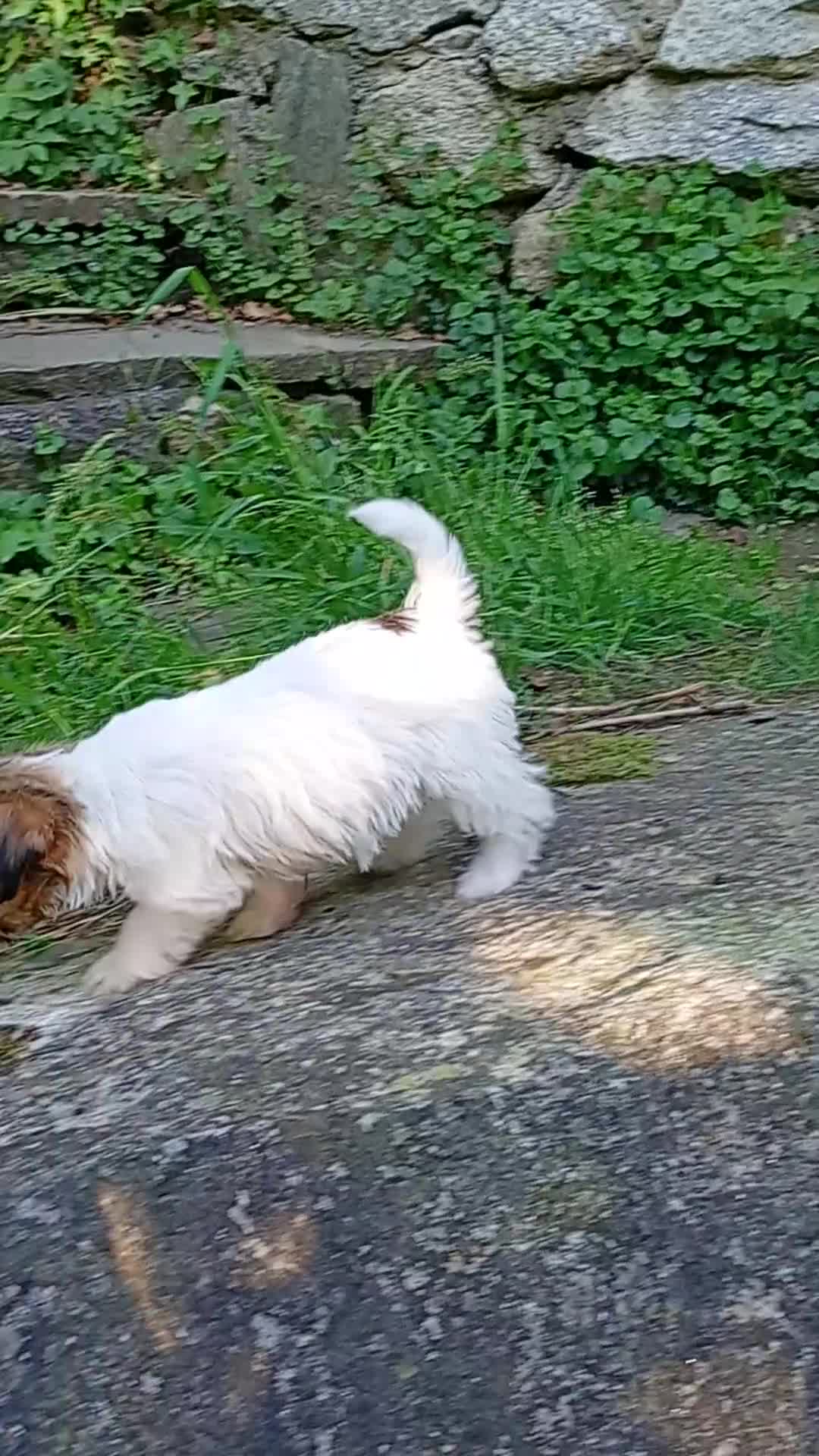 Jack Russell cani in vendita: Jack Russell a pelo ruvido - Video 1