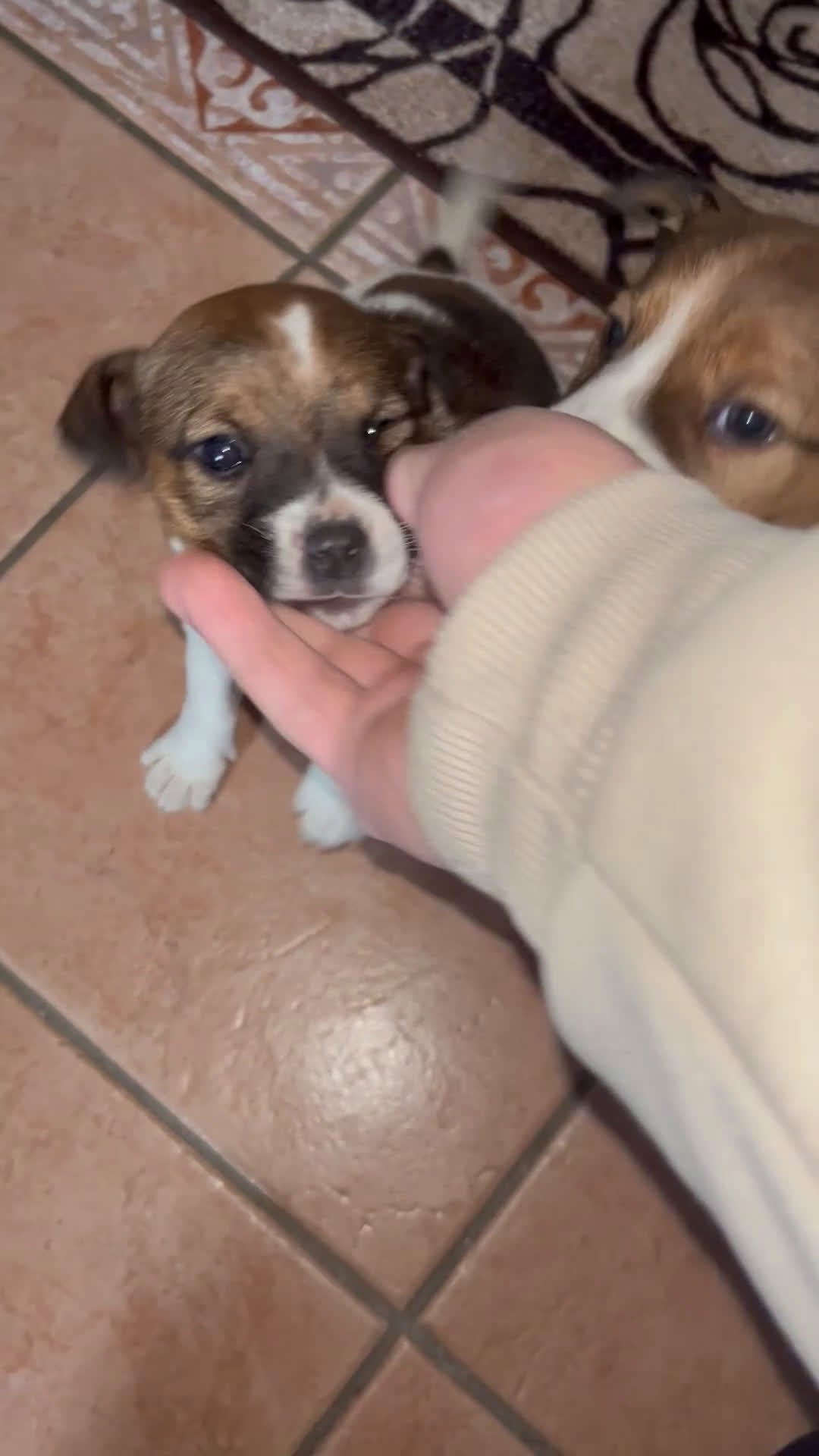 Jack Russell cani in vendita: Cucciola Jack Russell - Video 1