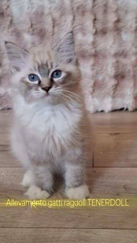 Ragdoll gatti in vendita: Ragdoll con Pedigree  - Video 1