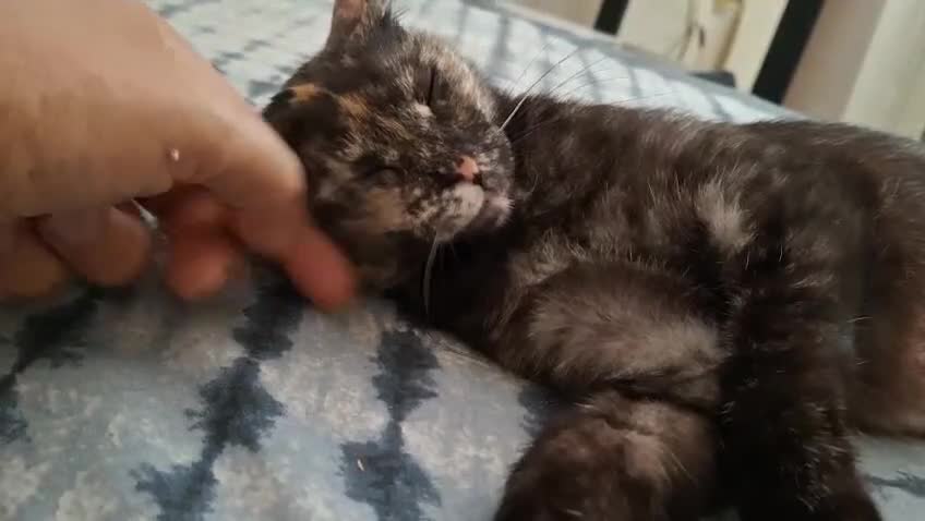 Meticcio gatti in regalo: 8 mesi dolcissima  - Video 1