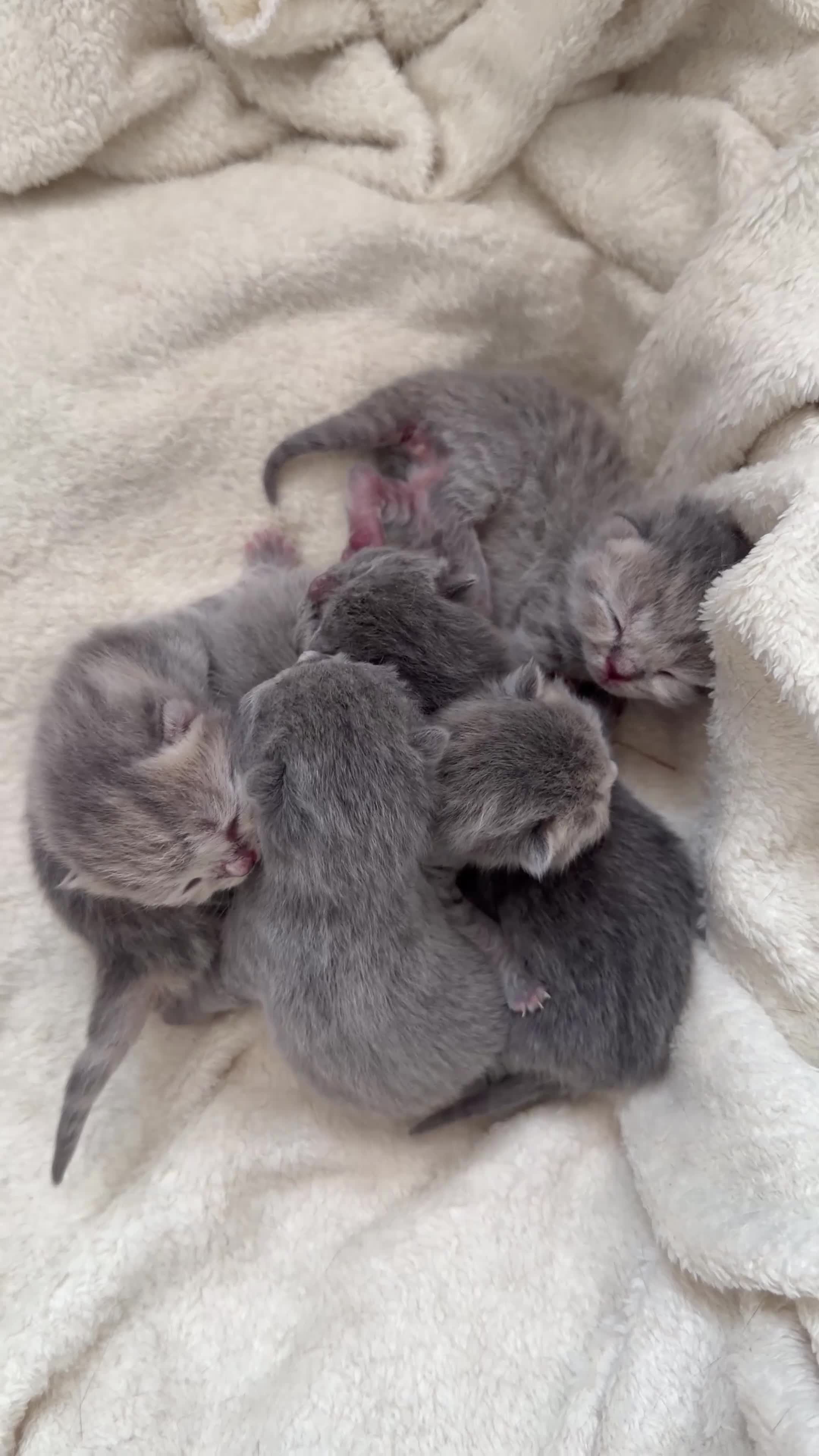 Scottish gatti in vendita: Cuccioli Scottish Straight & Scottish Fold - Video 1