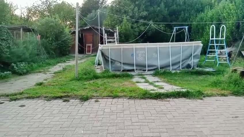 Labrador cani in regalo: Femmina adulta cerca casa - Video 1