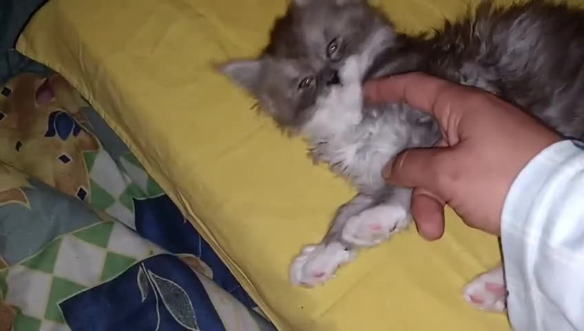 Maine Coon gatti in vendita: SPLENDIDA CUCCIOLATA  - Video 4