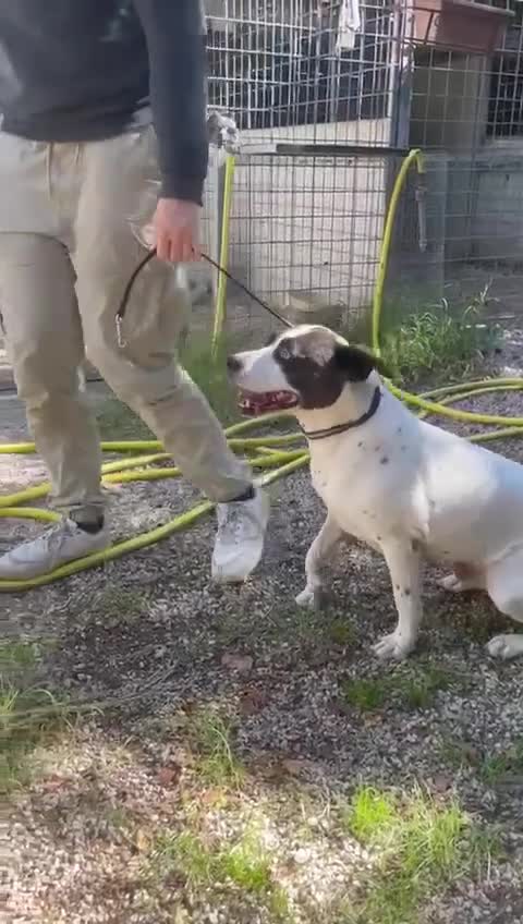 Meticcio cani in regalo: Fiorella: energia pura, bontà infinita  - Video 2