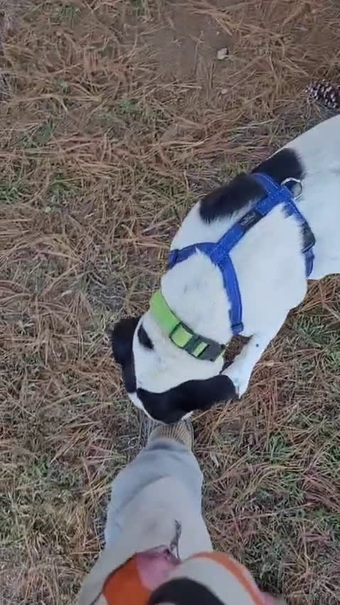 Meticcio cani in regalo: Splendida meticcia - BELLA - Video 1