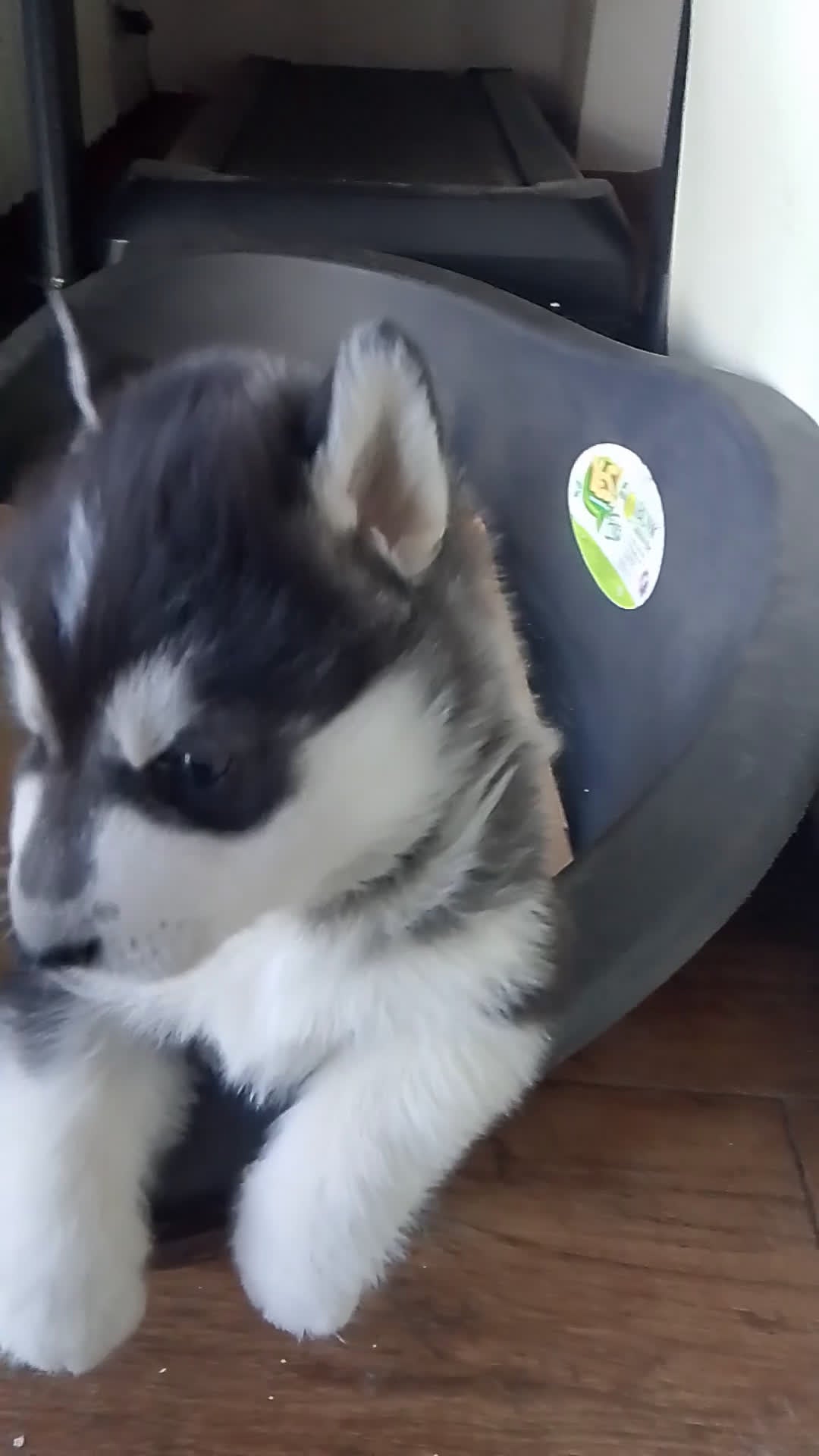 Husky cani in vendita: Cucciolo di siberian husky  - Video 4
