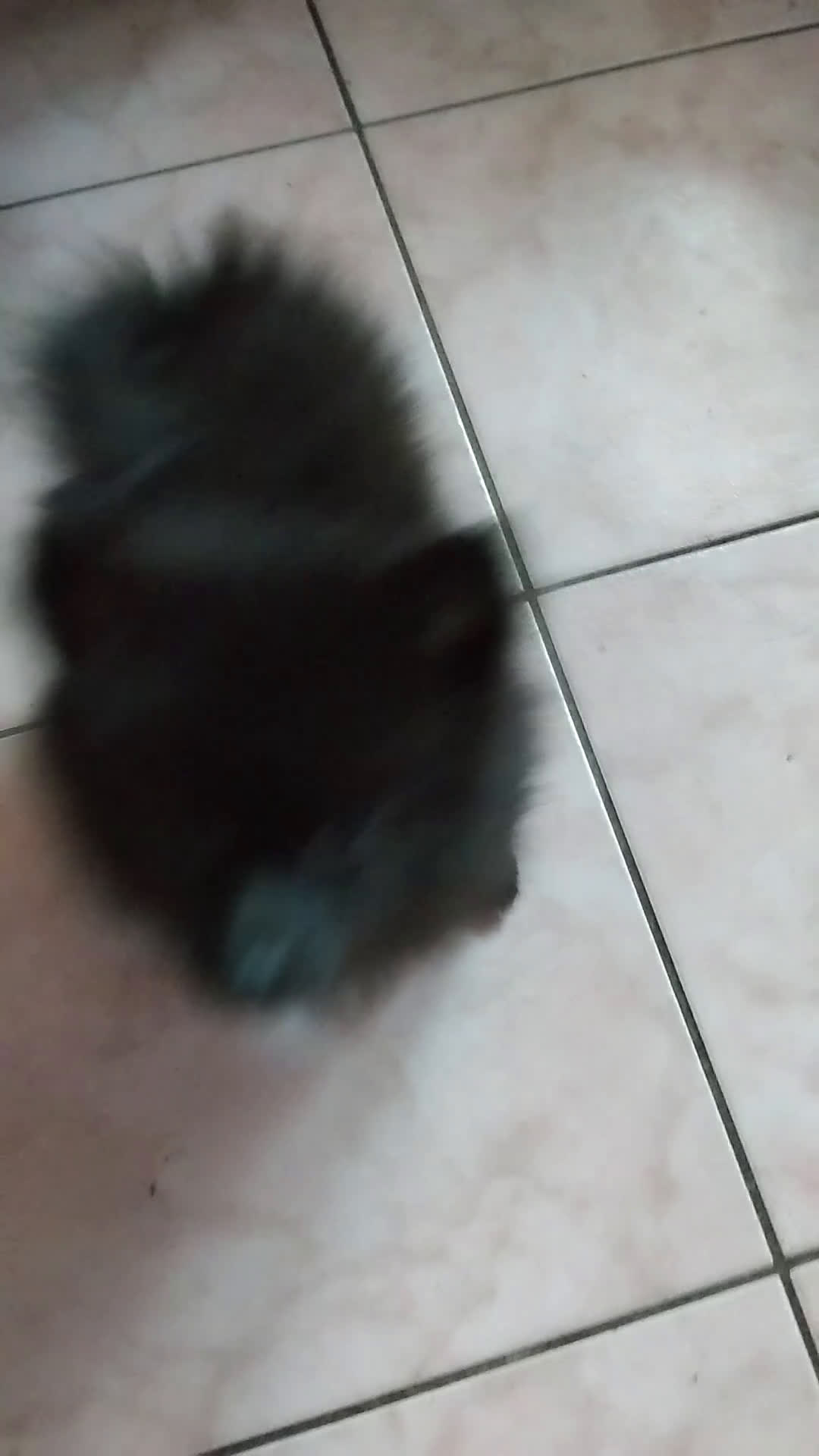 Spitz cani in vendita: Vendo cucciolo di spitz tedesco maschio  - Video 1