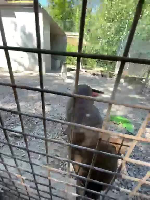 Pitbull cani in regalo: CIOCCOLATO - Video 3