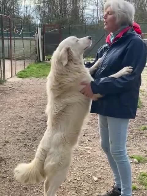Meticcio cani in regalo: IL DOLCE OSLO - Video 3