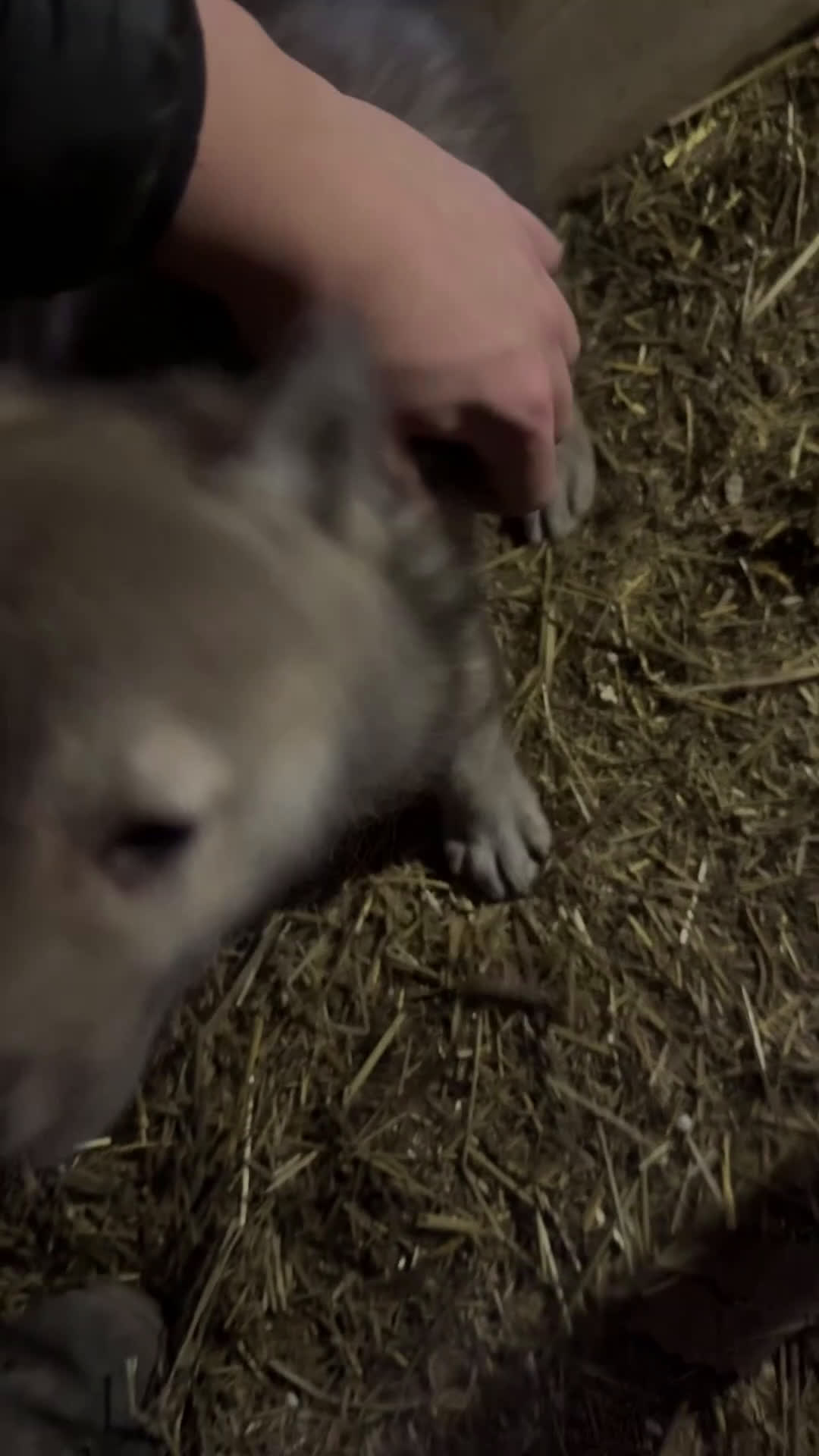 Lupo Cecoslovacco cani in vendita: Cuccioli lupo cecoslovacco  - Video 1
