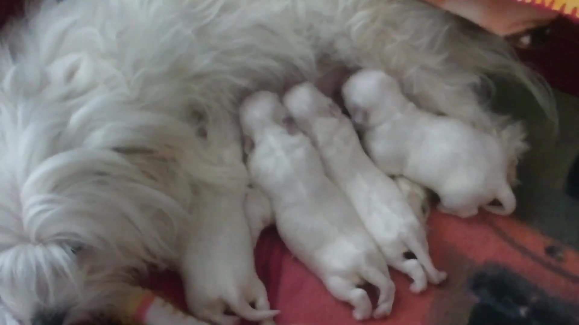 Maltipoo cani in vendita: CUCCIOLI MALTESE E MALTIPOO a Provincia di Pavia - Video 1