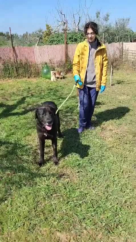 Meticcio cani in regalo: ELIJA LABRADOR - Video 2