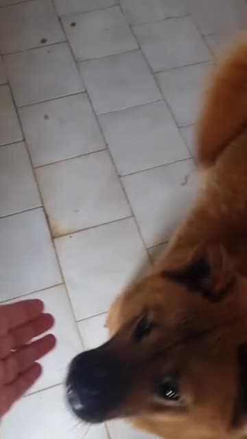 Chow Chow cani in regalo: Grazia, Chow Chow Mix in canile - Video 1