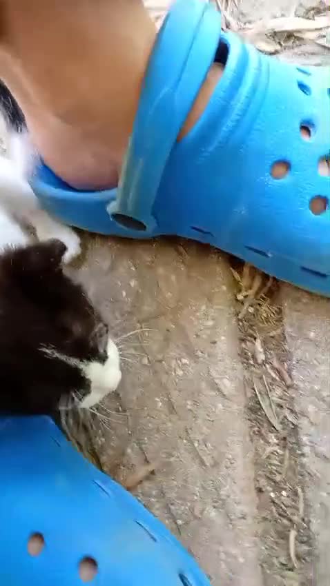 Meticcio gatti in regalo: Gattini di 2 mesi a Città metropolitana di Milano - Video 2