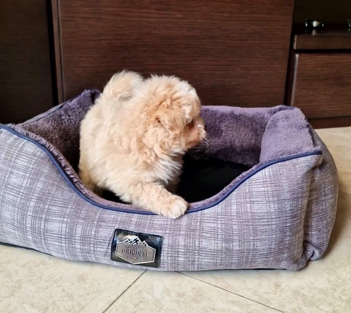 Meticcio cani in vendita: Maltipoo maschio  - Video 1