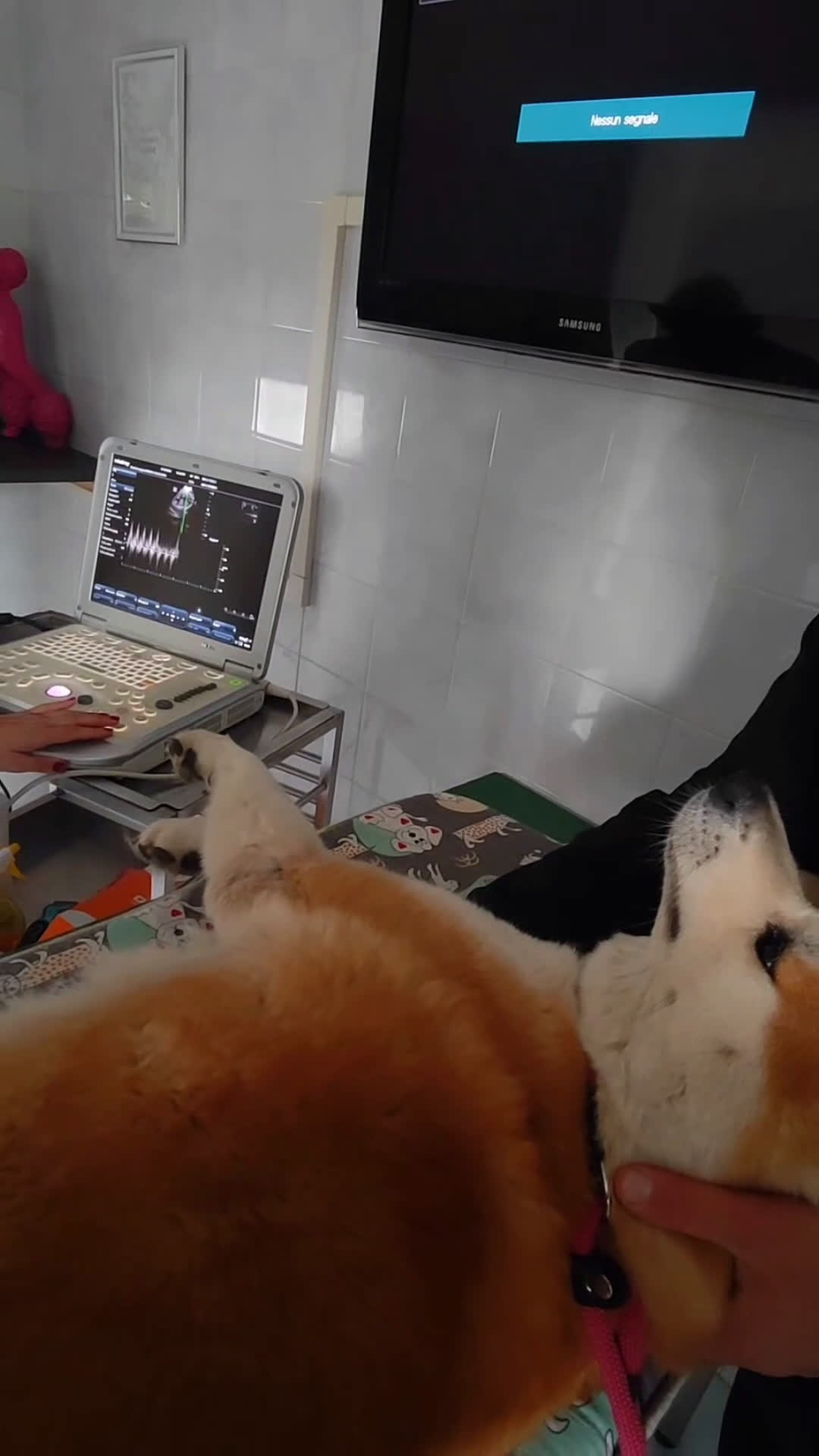 Akita Inu cani in vendita: Cuccioli di AKITA da allevamento ENCI  - Video 1
