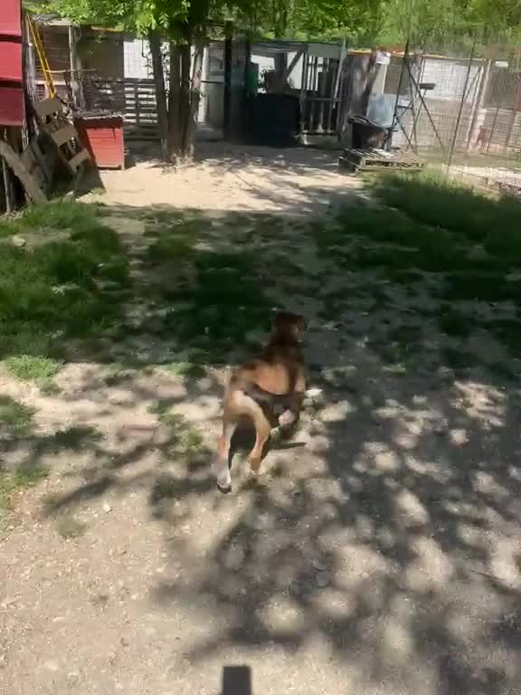 Meticcio cani in regalo: IL TENERO CHOCO - Video 2
