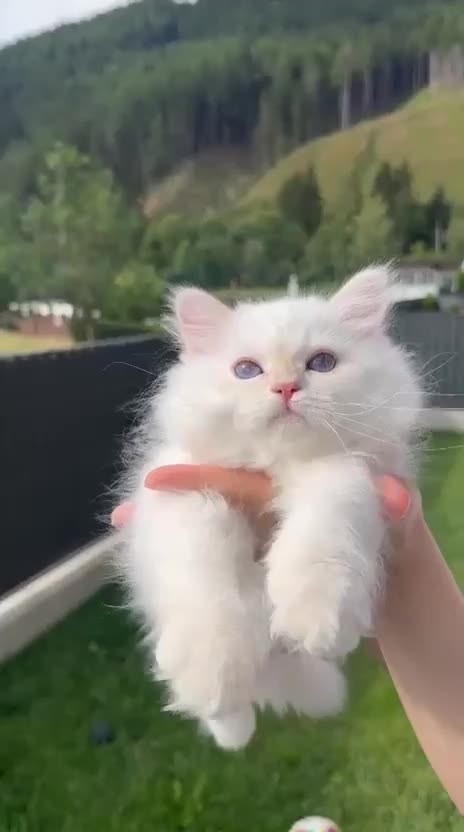 Siberiano gatti in vendita: Gattino Siberiano con Pedigree Anfi  - Video 1
