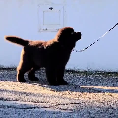 Terranova cani in vendita: Cucciolo di Terranova nero - Video 2