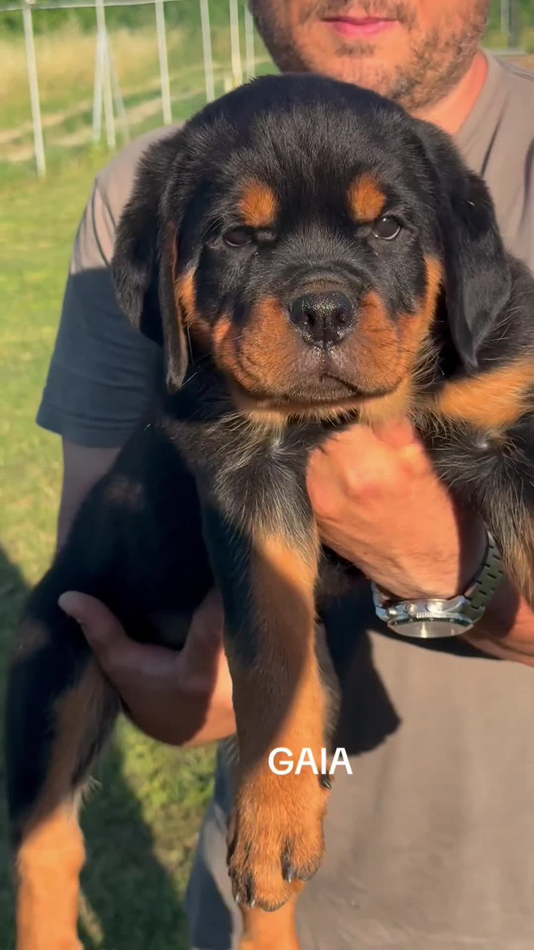 Rottweiler cani in vendita: Cuccioli di Rottwelier con pedigree  - Video 1