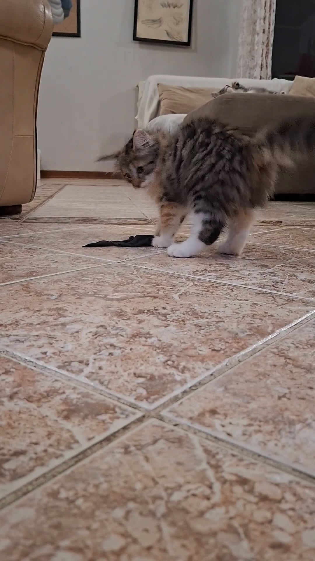 Norvegese gatti in vendita: Norvegesi cuccioli  - Video 1