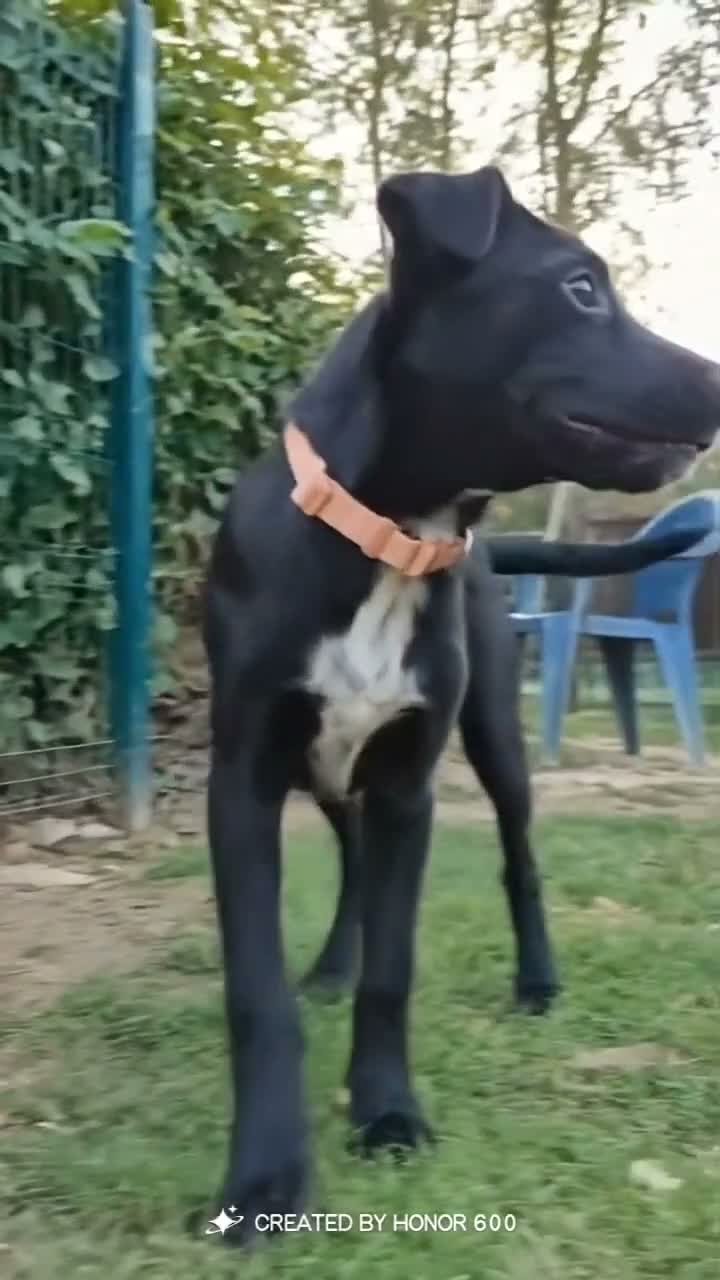 Meticcio cani in regalo: Lulù e Luna cucciole in cerca di adozione a Parma - Video 1