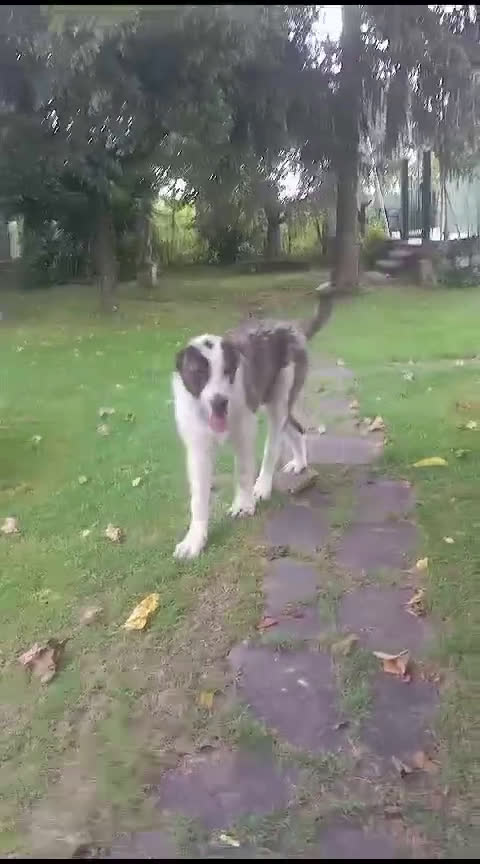 Pastore Asia Centrale cani in vendita: Pastore Asia Centrale  - Video 1