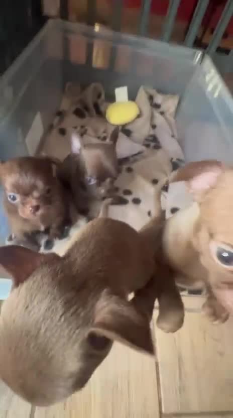 Chihuahua cani in vendita: Cuccioli Chihuahua con Pedigree Enci a Provincia di Cuneo - Video 1