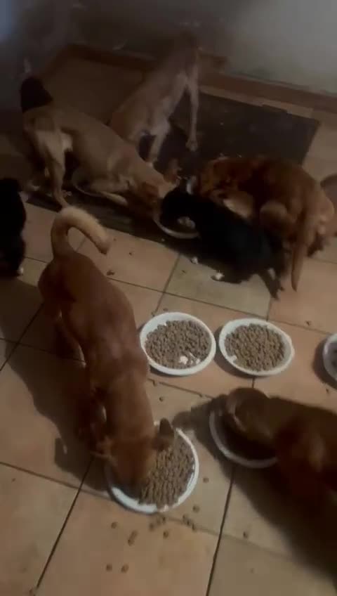 Meticcio cani in regalo: CAGNOLINA tg P - Video 1