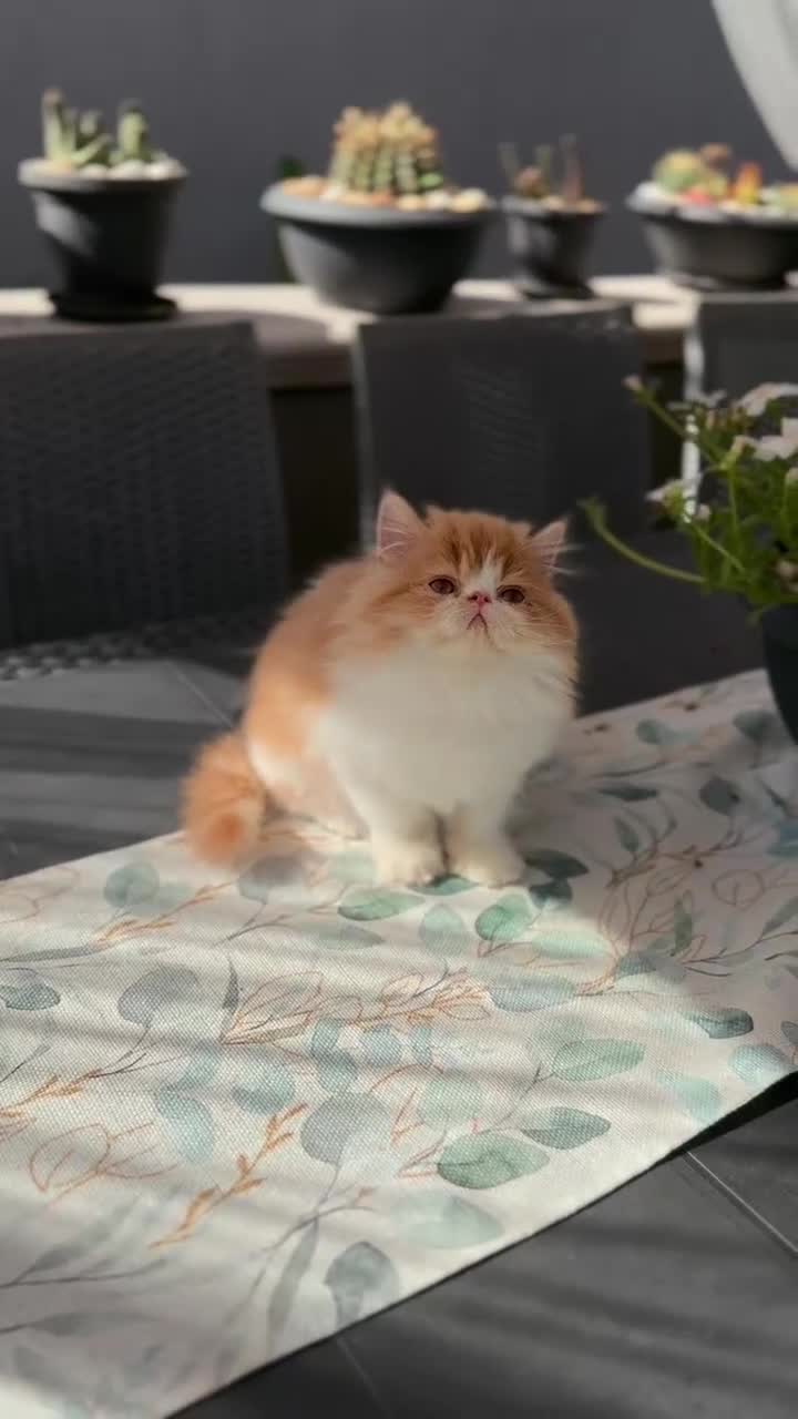 Persiano gatti in vendita: Cucciolo di Persiano Ipertipo  - Video 1