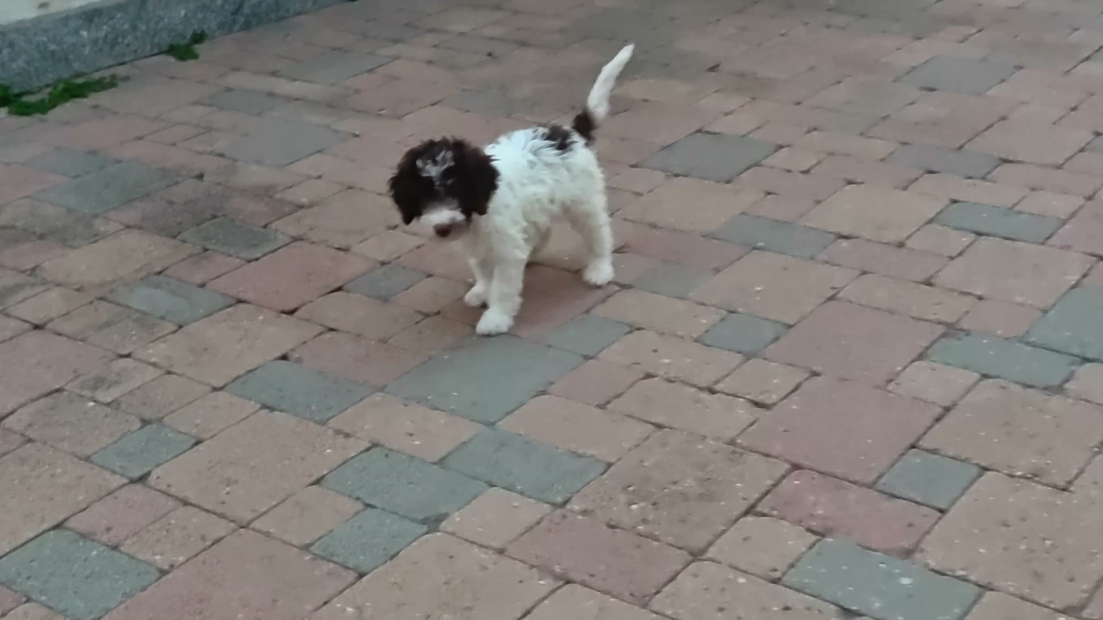 Lagotto cani in vendita: Lagotto romagnolo con pedigree 3 mesi - Video 1