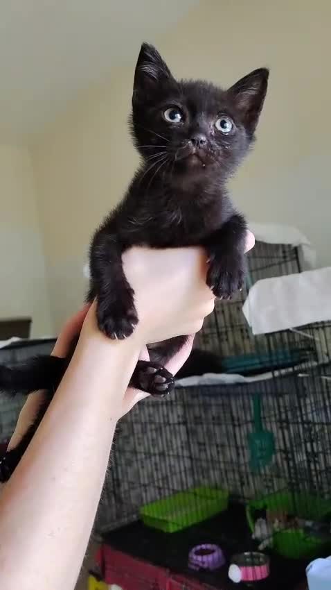 Meticcio gatti in regalo: Jiji dolcissimo gattino - Video 1
