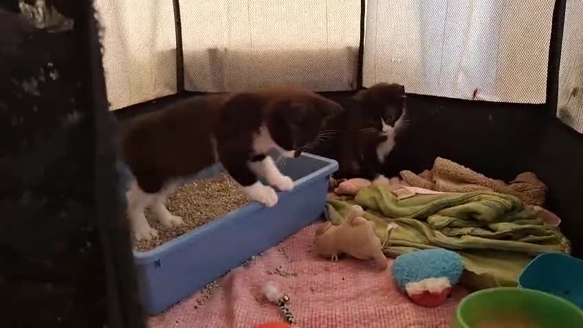 Meticcio gatti in regalo: Margot e Lupin, 2 mesi, mici cercano casa  - Video 1