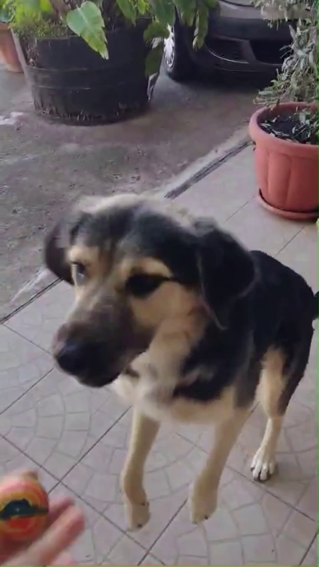 Meticcio cani in regalo: Splendido Simil Pastore (Catania) - Video 2
