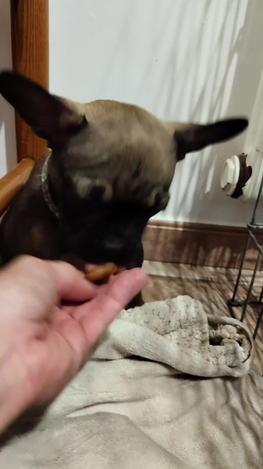 Bulldog Francese cani in vendita: Ultime cucciole di bulldog francese crema  - Video 1