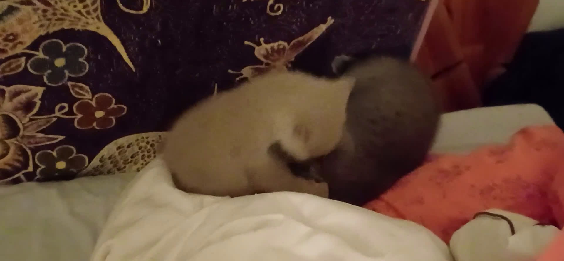 Scottish gatti in vendita: Scottish Stright - Video 1