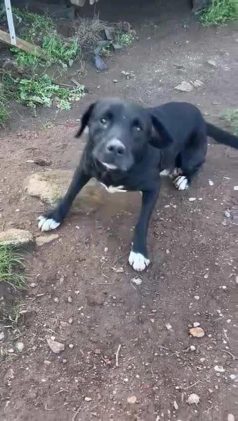 Meticcio cani in regalo: Pluto splendido cagnolone cerca casa  - Video 2