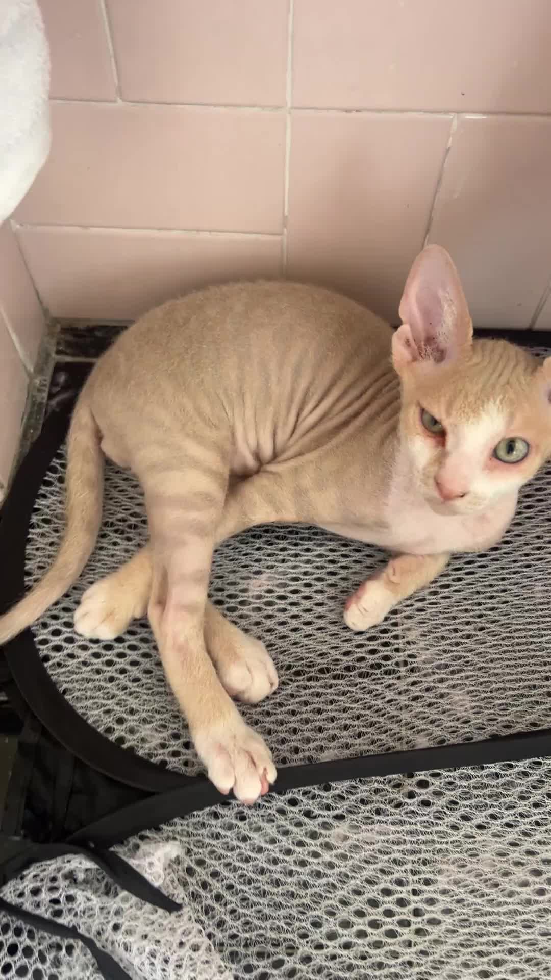 Sphynx gatti in vendita: Don sphynx brush - Video 2