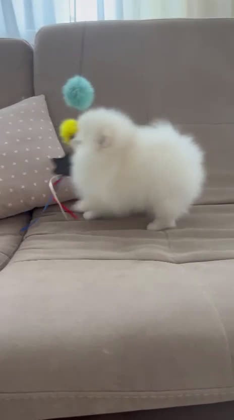 Volpino Pomerania cani in vendita: Pomerania Toy - Video 4
