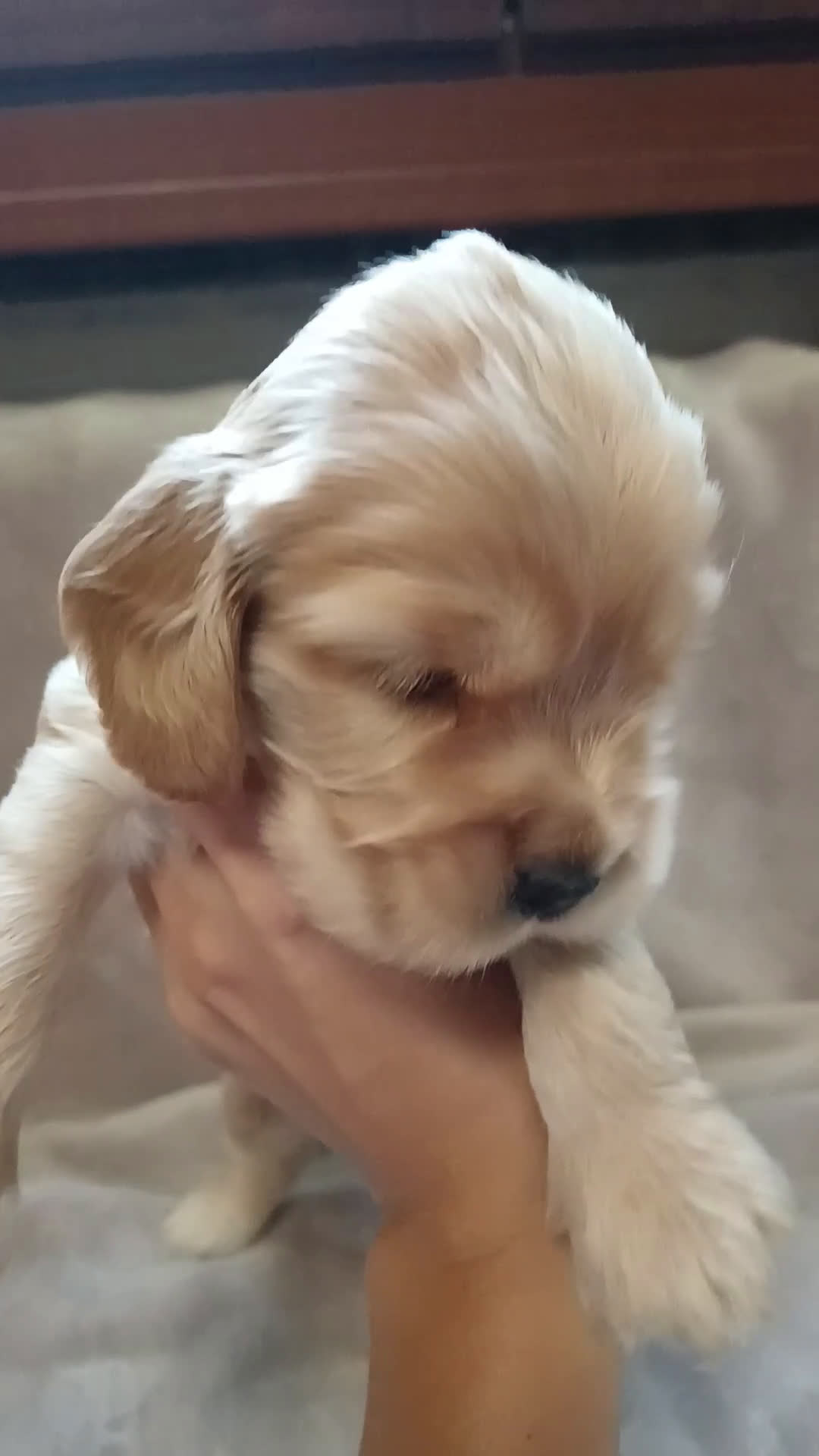 Cocker cani in vendita: Cuccioli Cocker Spaniel  - Video 1