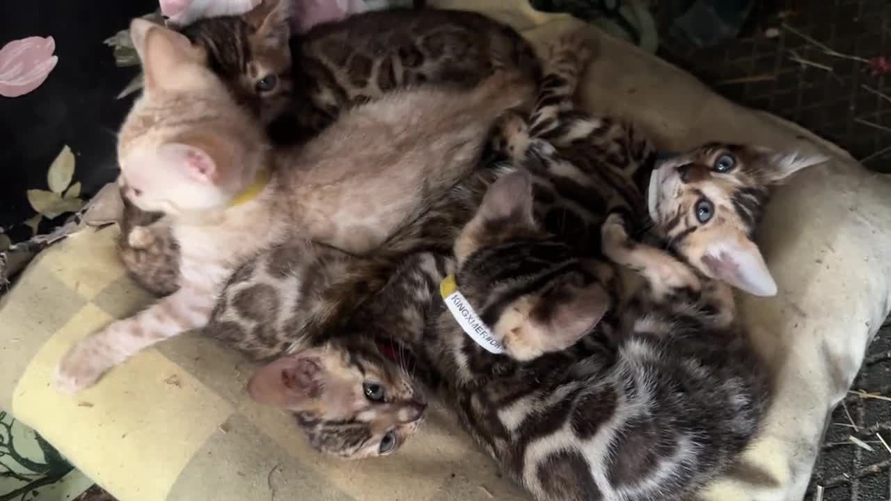Bengala gatti in vendita: Cuccioli di Bengal / Bengala - Video 1