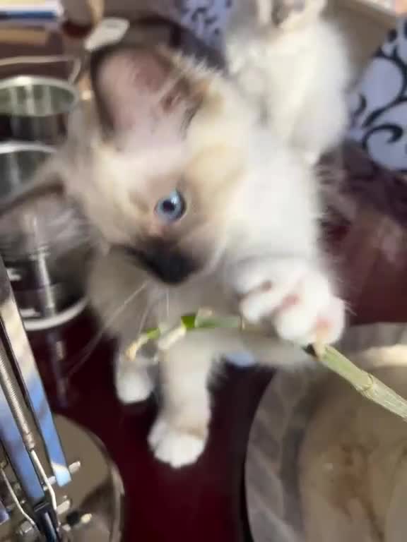 Ragdoll gatti in vendita: Bellissimo cucciolo di ragdoll - Video 1