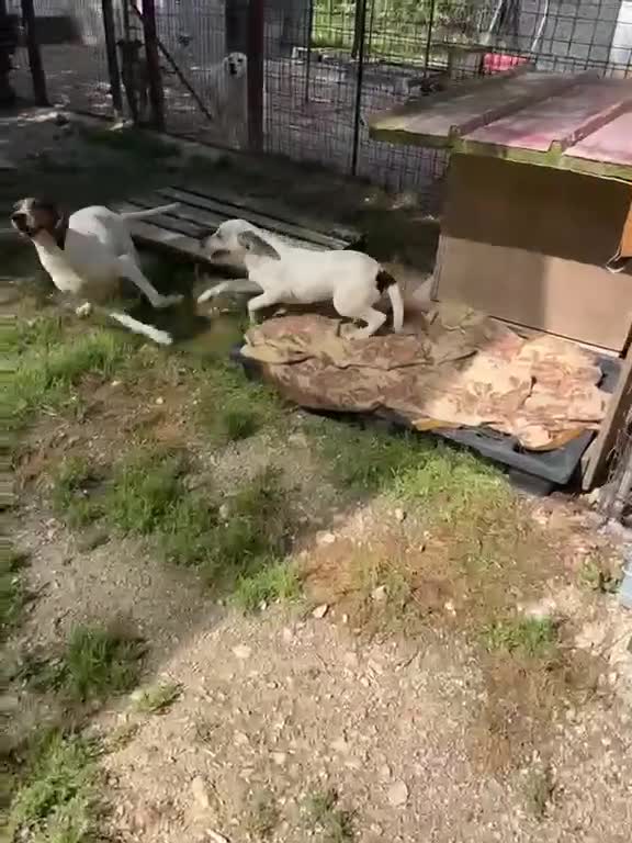 Meticcio cani in regalo: ADOTTACI - Video 4