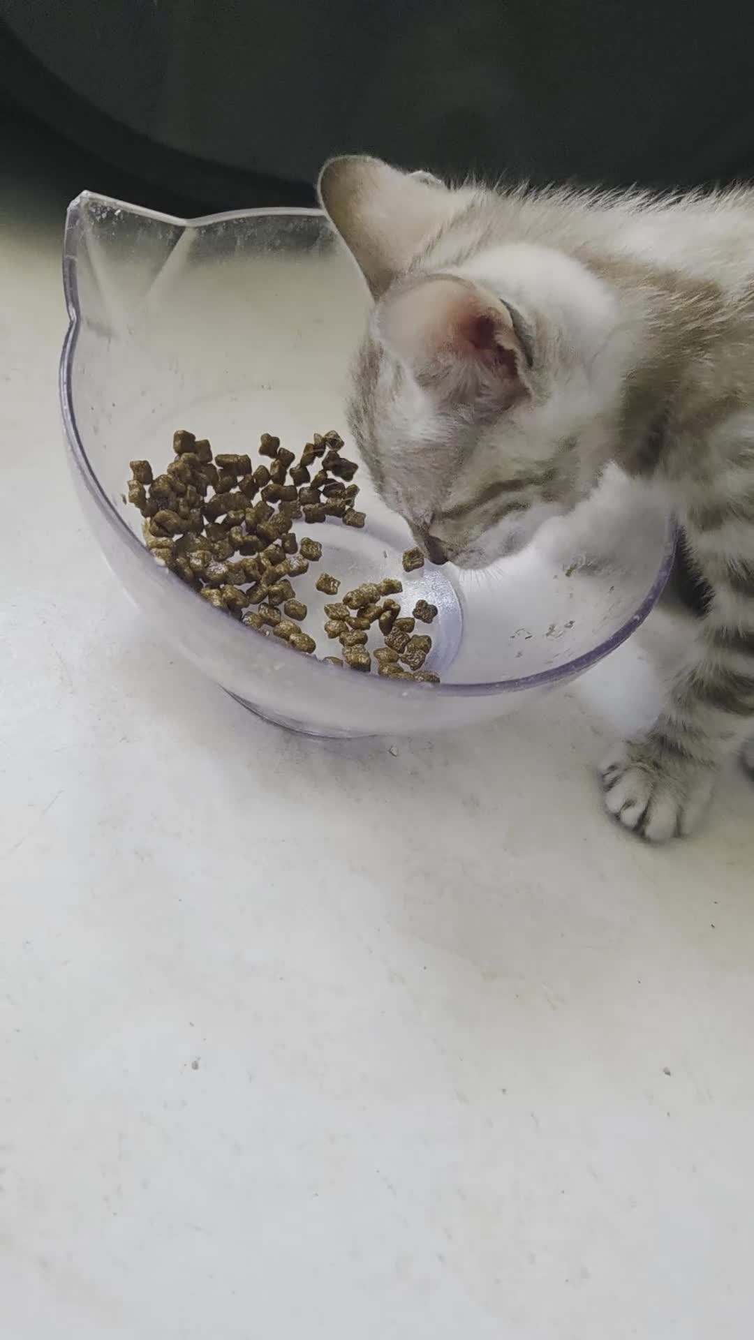Bengala gatti in vendita: Vendita Bengala Albino - Video 1