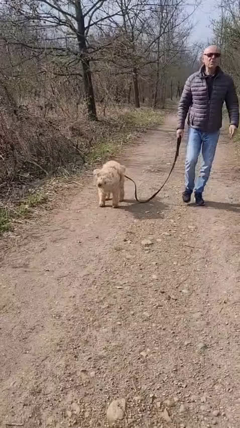 Lagotto cani in regalo: Fluffy simil lagotto tutto arruffato da adottare - Video 1
