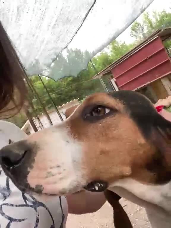 Meticcio cani in regalo: MAMMA E FIGLIA - Video 1